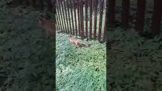 лиса в Москве, Усадьба Узкое