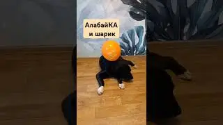 #буднипсихолога #собака #зоопсихология #животные #алабай #бабайка #приколыссобаками
