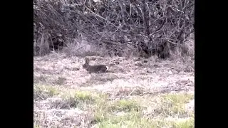 Two rabbits in the bush