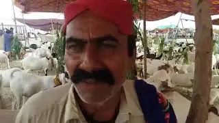 Zardari has prepared havest goat 2018
