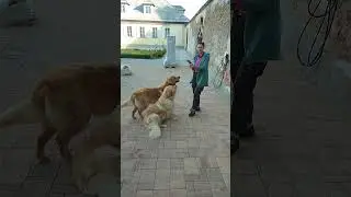 @Tianagor дрессирует собак