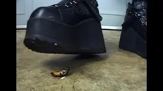 N56 Bug Crush Teaser - Platform Boots and Cockroaches