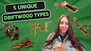 5 Unique Driftwood Types to Elevate Your Aquascape!