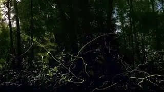 Great Smoky Fireflies in VR