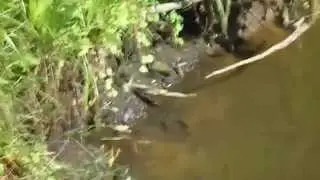 Карпы в Пруду