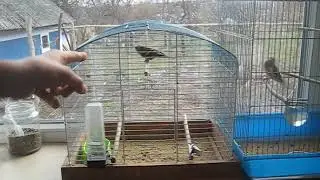 ✅Мои певчие дикие птицы