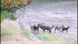 Олени во время гона на краю леса. Самец с большим гаремом || Red deer during the rut