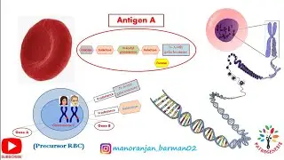 Antigen A and Antigen B from H substance on red cell. Genotype & Phenotype of ABO | 