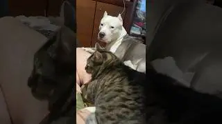 Амстафф Бой и Киса 