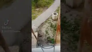 крысиная стая у дома в Купчино 