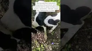 #пойнтер