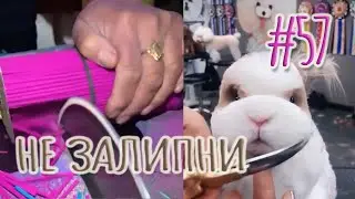 ПРИЯТНЫЕ ВИДЕО ► САМОЕ ЗАЛИПАТЕЛЬНОЕ СО ВСЕГО МИРА (ИЮЛЬ 2022) #57