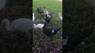 #miamidade
