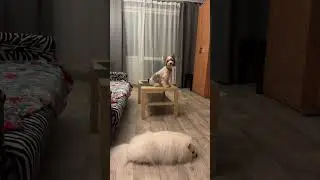 Собака, которая думает, что она кошка