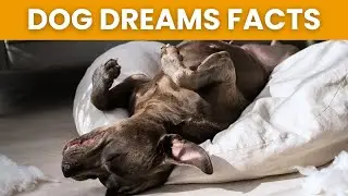 Facts About Dog Dreams