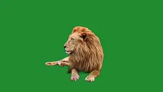 lion green screen 4k video,animal green screen 4k video,shair green screen 4k video
