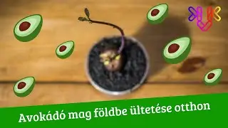 Avokádó mag átültetése | Vajon mikor szüretelünk?