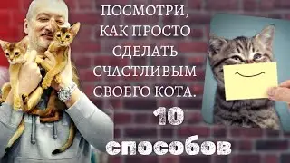 Посмотри, как просто сделать счастливым своего кота.10 простых способов.