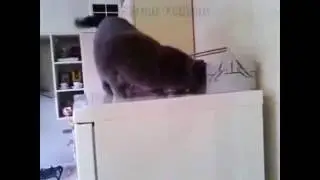 Yak aga yak...