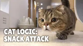 Cat Logic: Snack Attack | Kittisaurus