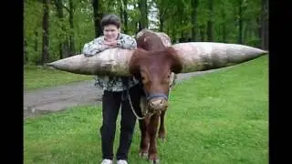 Клип Чернобыль