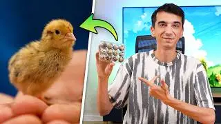 Market Yumurtasından Civciv Çıkardım!