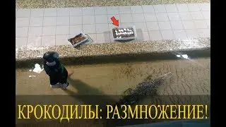 КРОКОДИЛЫ: Размножение, кладка, появление потомства!