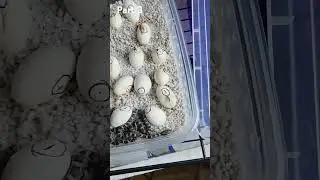 6 more eggs hatched.  Eastern Black Rat Snakes.