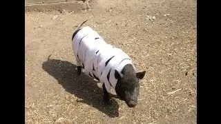 Свинья прогнала баранов