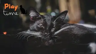 Cat Playing with Toy Mouse