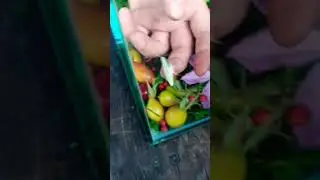 27 июля 2024 г.