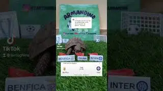 Armandino è tornato per voi 🗿#calcio #turtle #football #benfica #inter #champions #pronostico
