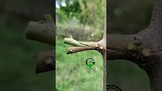 Fruit plant grafting techniques | Mango tree grafting | Mango grafting 