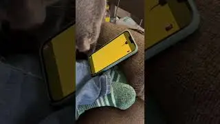Tommy plays with a mouse video on my mom’s phone! (Feat. My mom in the bg)