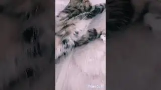 Ребята! Мы вернулись! #мойпитомец #cat #kitten #кот #cute #котик #funny #котики
