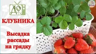 КЛУБНИКА. Правильная посадка. Высаживаем РАССАДУ на грядку на черное агроволокно