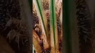 BUAH PENUH