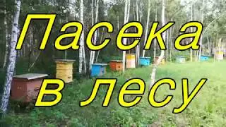 Пасека в лесу.Пчеловодство.