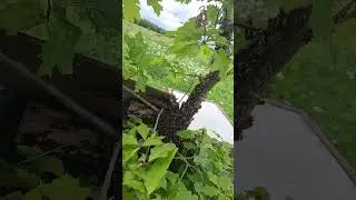 19. Mai 2024  РОЙ ПЧЁЛЫ