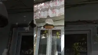 ТОЛА БЕДАНАЛАР TOLA SAYROQ BEDANA