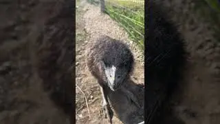 Meet Ernie Our New Emu!  