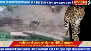 ग्वालियर में घूमते हुए तेंदुए का वीडियो वायरल, इलाके के लोगों में दहशत का माहौल है