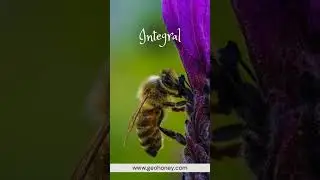 Beauty of #Bees With #Nature 🐝❤ #honeybee #trendingshorts #effects #globalhoneycompany #geohoney