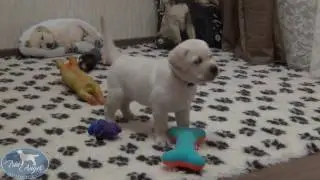 Девочка c Желтой лентой 6 недель | Щенки лабрадора / Labrador puppies
