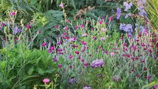 Lovely June flowers in a cottage garden