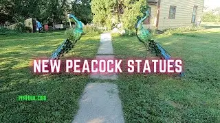 New Peacock Statues, Peacock Minute, peafowl.com