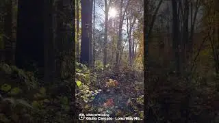🍂 I find beauty everywhere. #shorts #naturelovers #relaxation #mushroom #forest