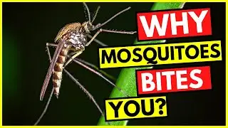 This is Why-"MOSQUITOES BITES YOU" | English