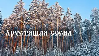 О чём скрипит дерево/Russian forest/.
