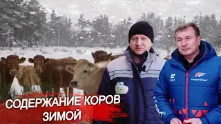 Содержание коров зимой. Кормление коров. Крупный рогатый скот. Ферма КРС. Молочное животноводство